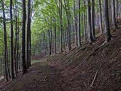 bučina na území PR nad Horní Lomnou