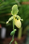 Artikel: Paphiopedilum primulinum