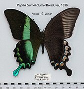Papilio blumei mâle, avers et revers