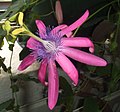 Androgynofoor bij Passiflora kermesina