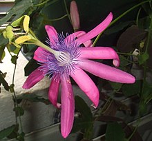The corona of this Passiflora flower is a ring of purple filaments between the petals and the stamens. Passiflora kermesina3.jpg