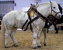 Percheron 3 stehend rechts.jpg