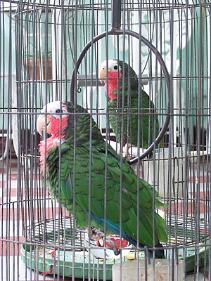 Cuban Parrot (Amazona leucocephala) in Cuba (2...
