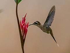 Description de l'image Phaethornis nattereri Cinnamon-throated Hermit; Chapada dos Guimarães, Mato Grosso, Brazil.jpg.