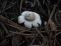 Geastrum sessile (Earth Star)