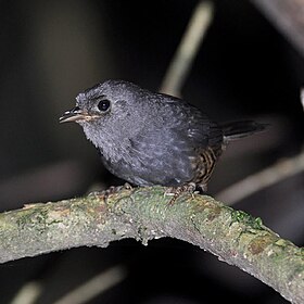 Scytalopus pachecoi em Rio Grande do Sul.