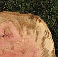Symptômes sous-corticaux : noter les zones sombres qui correspondent au bois nécrosé, atteint par Ceratocystis platani.