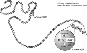 A protein depicted as a long unbranched string of linked circles each representing amino acids. One circle is magnified, to show the general structure of an amino acid. This is a simplified model of the repeating structure of protein, illustrating how amino acids are joined together in these molecules.