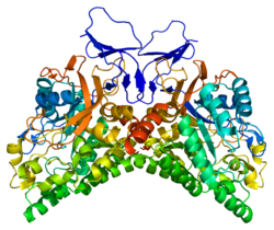 Protein CRMP1 PDB 1kcx.png