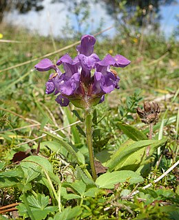 Didžiažiedė juodgalvė (Prunella grandiflora)