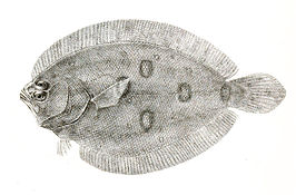 Pseudorhombus javanicus