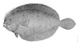 Pseudorhombus spinosus