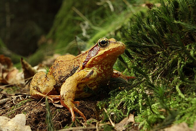 捷克Trhoň自然公园中的林蛙(Rana temporaria)。