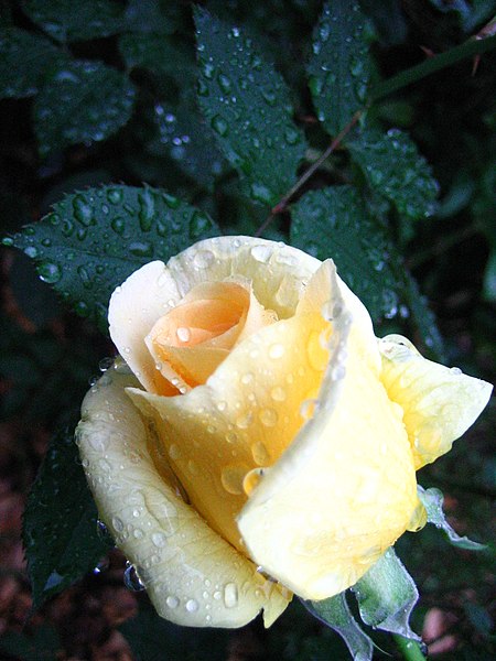 File:Rose yellow dew.jpg