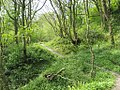 Scaw Bank Wood, Camerton