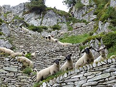 Schaftrieb in der Steigglen