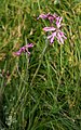 Kuckuckslichtnelke (Silene flos-cuculi)