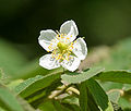 flower in Hyderabad, India.