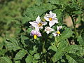 Solanum tuberosum Ajanhuiri (02) .jpg