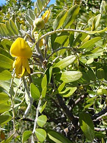 S. chrysophylla flowers and leaves