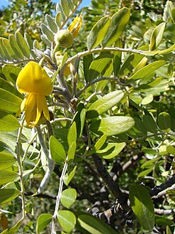 Starr 081014-0282 Sophora chrysophylla.jpg