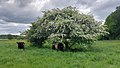 2 træer på engene mellem Stensbæk Plantage og Gels Å sidst i maj