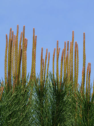 Побеги пинии (Pinus pinea) с мужскими стробилами