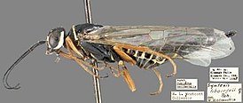 Syntexis libocedrii