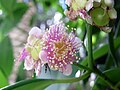 Syzygium papyraceum - flowers