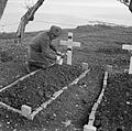 Fosse comuni del cimitero canadese di fortuna, un primo piano il soldato Ralph Forrester pone fiori sulla tomba del fratello, il 26 gennaio 1944