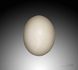 Egg