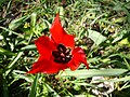 צבעוני ההרים Tulipa agenensis