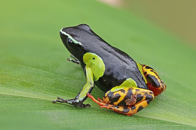 Description de l'image Variegated golden frog (Mantella baroni) Ranomafana.jpg.