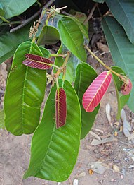 Bulbulong ti Vateria indica