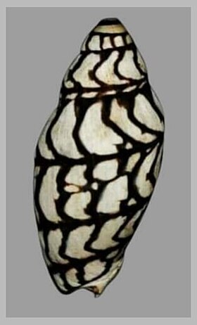 Vista superior de uma concha do molusco Volutidae V. bednalli, coletada no norte da Austrália; espécime da coleção do Museu de História Natural de Leiden.