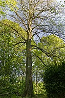 Victoria-Linde (Tilia cordata)