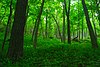 Wyalusing Hardwood Forest.jpg