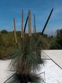 Xanthorrhoea glauca