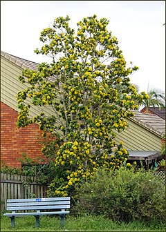 Description de l'image Xanthostemon chrysanthus 2.jpg.