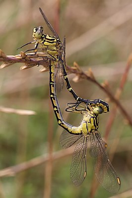 Austrogomphus guerini