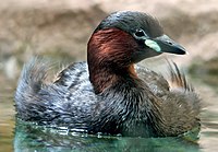 Potápka malá (Tachybaptus ruficollis)