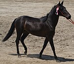 Карачаевская лошадь5 декабря 2017