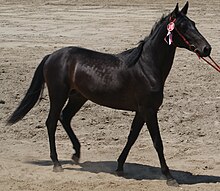 Cheval noir vu de profil