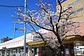 本作を記念した、西鉄香椎駅前の清張桜。