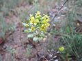 Alyssum montanum