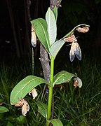 Molting Brood X cicadas on a milkweed plant in Bethesda, Maryland (May 15, 2021)