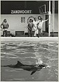 Aangespoeld dolfijn in Dolfirama