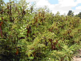 Baltažiedė akacija (Acacia angustissima)