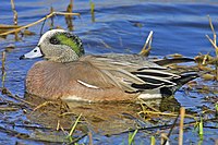 American wigeon (male)