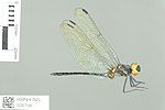 Miniatura para Anectothemis apicalis